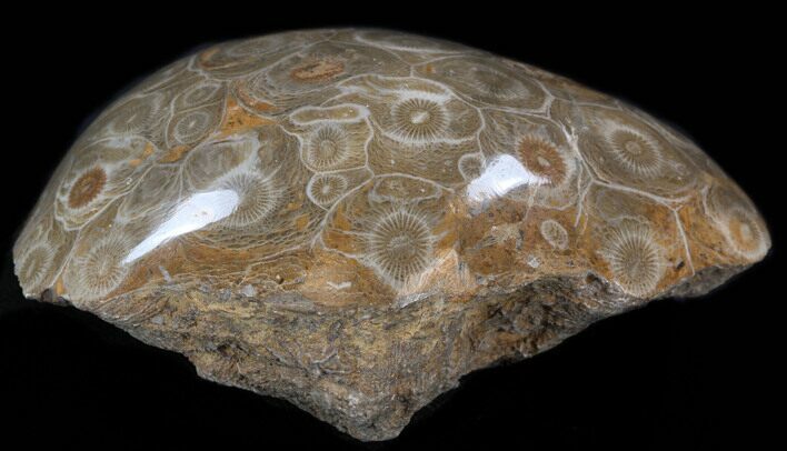 Polished Fossil Coral Head - Morocco #35374